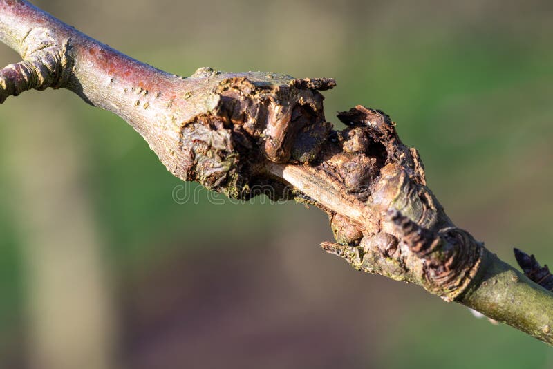 Canker on an apple tree stock image. Image of biology 170016335