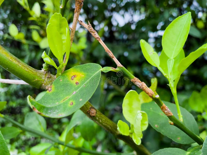 Canker on lime leaves stock image. Image of fruit, infection 273353983