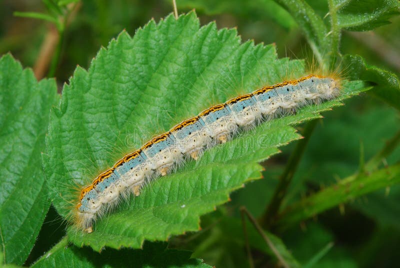 A cankerworm on a paper, that is green, from a boysenberry. A cankerworm on a paper, that is green, from a boysenberry