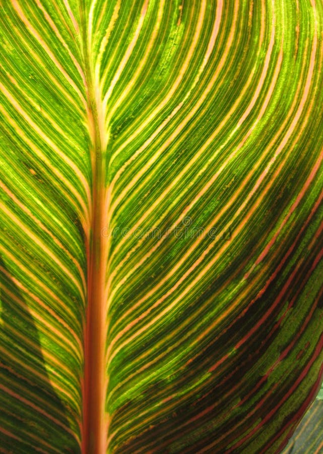 Canna foliage close up green and pink striped leaf stock photo Canna foliage close up green and pink striped leaf stock photo