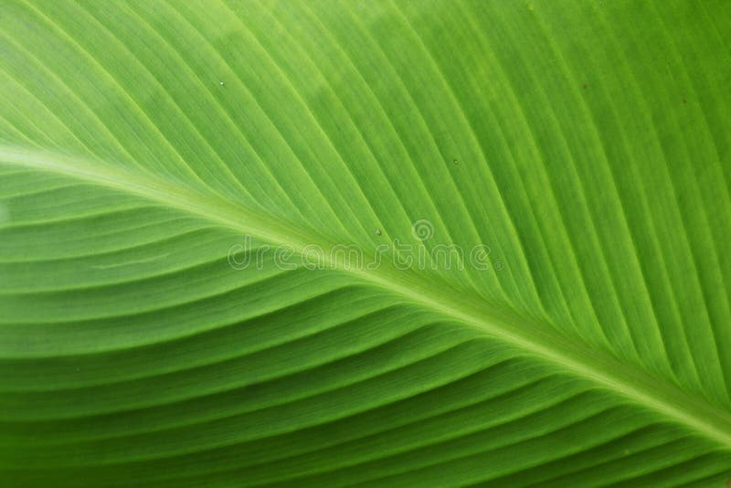 Green leafs of Canna hybrida closeup