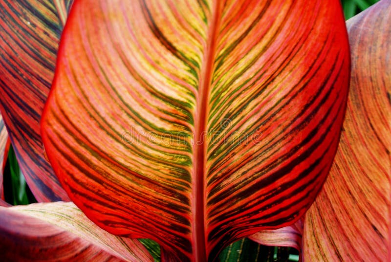 Canna Leaf Closeup