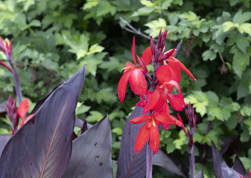 Canna Lily blooms and buds at the Dallas Arboretum