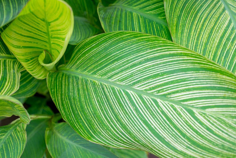 Canna lily leaves stock image. Image of growth, bright 62150951