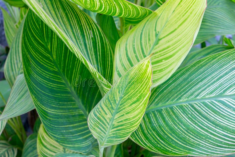 Canna lily leaves stock image. Image of beautiful, beauty 62151149