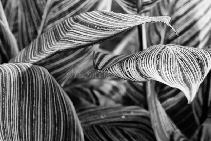 Canna pretoria stor texturerad sidacloseup - abstrakt svart arkivbilder Canna pretoria stor texturerad sidacloseup - abstrakt svart arkivbilder