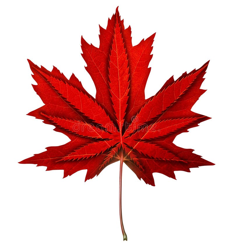 Cannabis canadien illustration stock Cannabis canadien illustration stock
