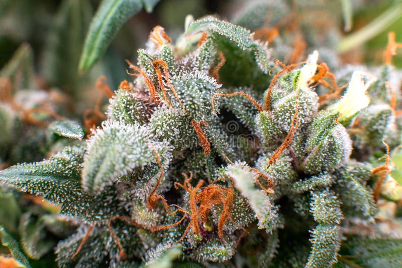 Cannabis crystals trichomes, thc marijuana plant medical stock photo Cannabis crystals trichomes, thc marijuana plant medical stock photo