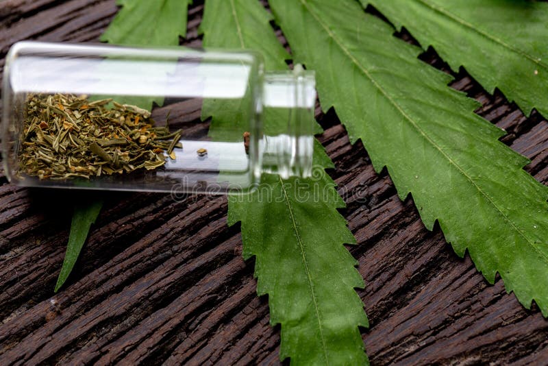 Cannabis Drugs, Analysis of Cannabis in laboratory. royalty free stock image Cannabis Drugs, Analysis of Cannabis in laboratory. royalty free stock image