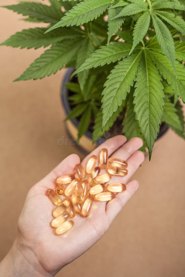 Cannabis e medicina fotografia stock libera da diritti Cannabis e medicina fotografia stock libera da diritti