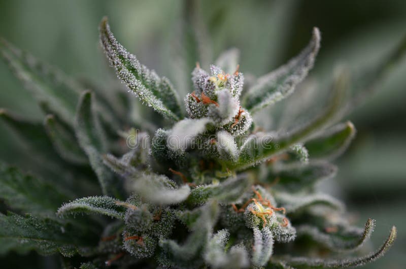 Download Sticky marijuana flower stock photo. Image of grown ...