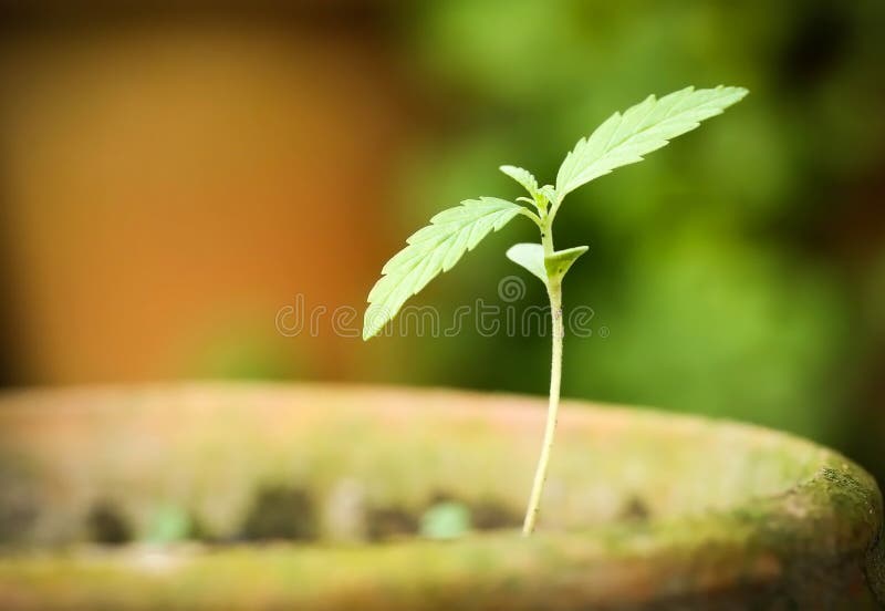 Cannabis indica ou planta de marijuana imagem de stock royalty free Cannabis indica ou planta de marijuana imagem de stock royalty free