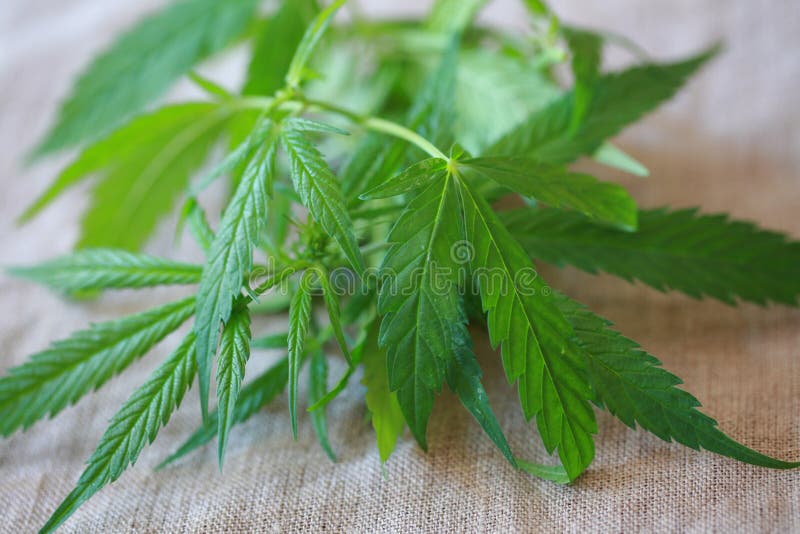 Cannabis Leaf Green Leaves Marijuana Natural Hemp Stock Photo Image