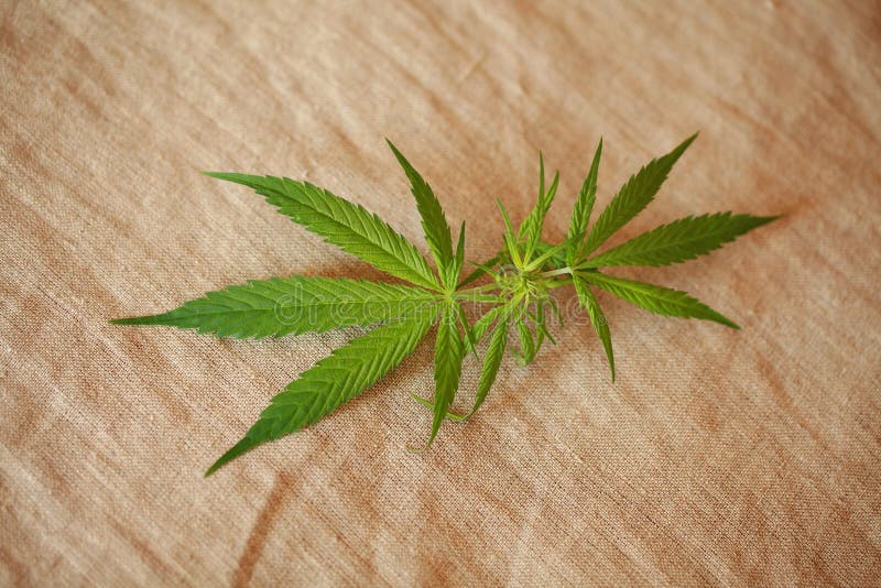 Cannabis Leaf Green Leaves Marijuana Natural Hemp Stock Photo Image