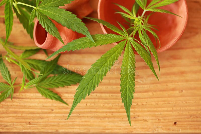 Cannabis Leaf Green Leaves Marijuana Natural Hemp Stock Image Image