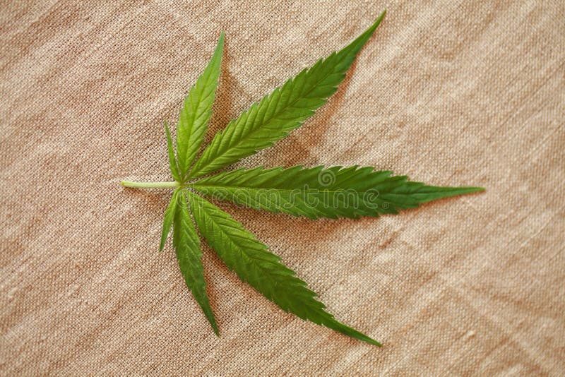 Cannabis Leaf Green Leaves Marijuana Natural Hemp Stock Photo Image