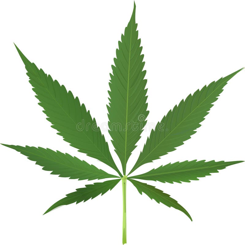 Cannabis leaf vector vector illustration Cannabis leaf vector vector illustration
