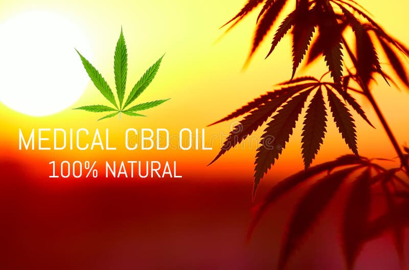 Cannabis medica premio crescente, prodotti della canapa dell'olio di CBD Marijuana naturale fotografie stock libere da diritti Cannabis medica premio crescente, prodotti della canapa dell'olio di CBD Marijuana naturale fotografie stock libere da diritti