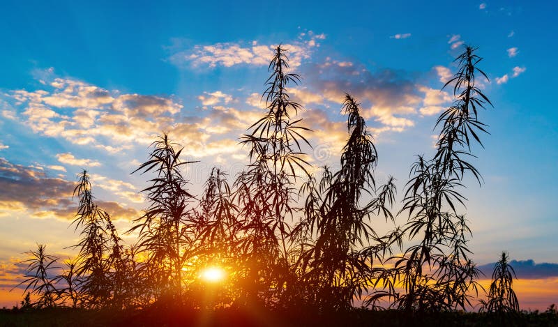 Cannabis na luz dourada do verão, fundo da marijuana imagem de stock Cannabis na luz dourada do verão, fundo da marijuana imagem de stock