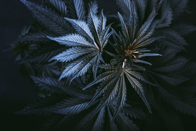 Cannabis plant background stock photo. Image of leaf - 173127508