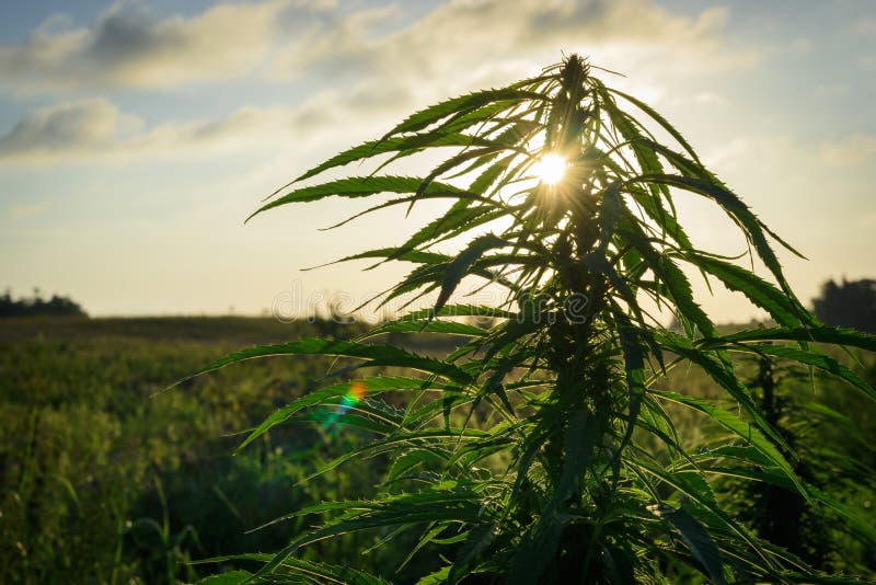 Cannabis plant in field royalty free stock photo Cannabis plant in field royalty free stock photo