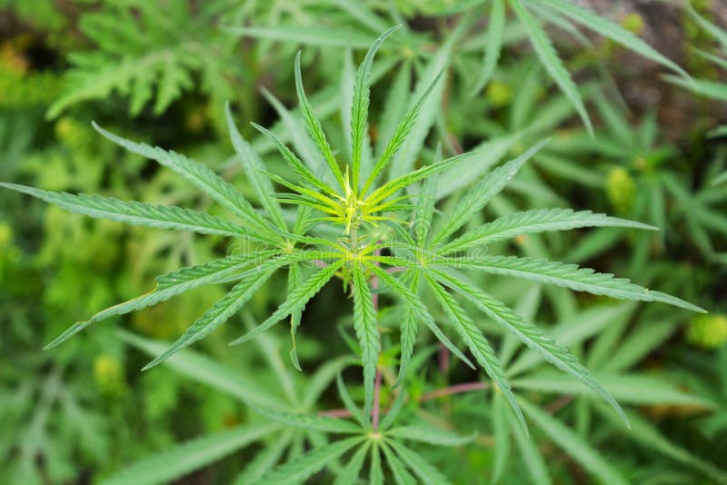 Medical Marijuana Roots stock photo. Image of medication
