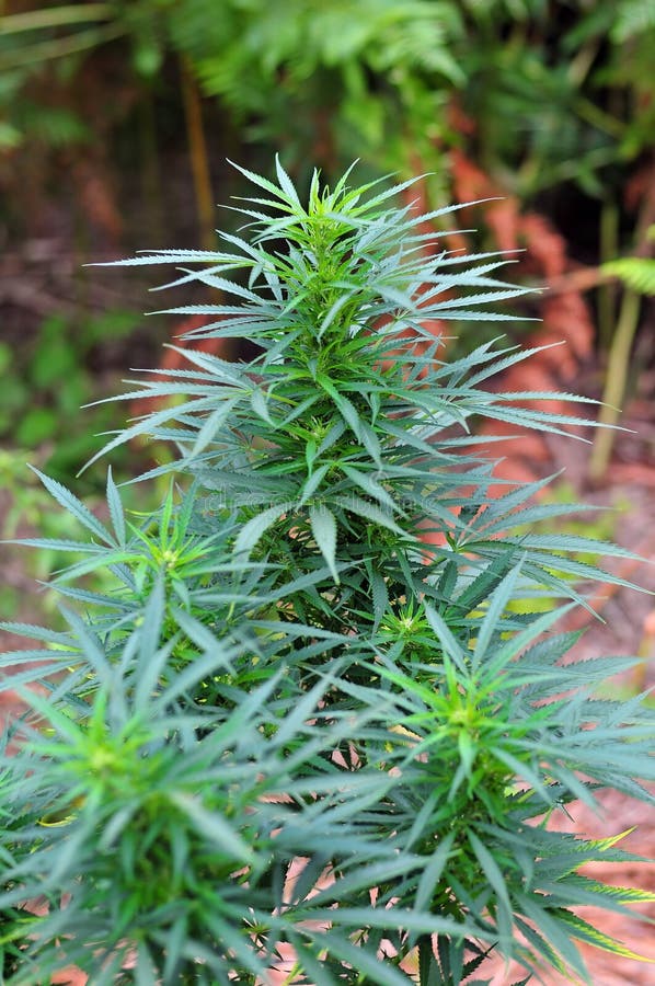 Cannabis plant royalty free stock photo Cannabis plant royalty free stock photo