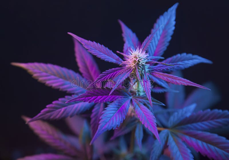 Purple weed HD wallpapers  Pxfuel