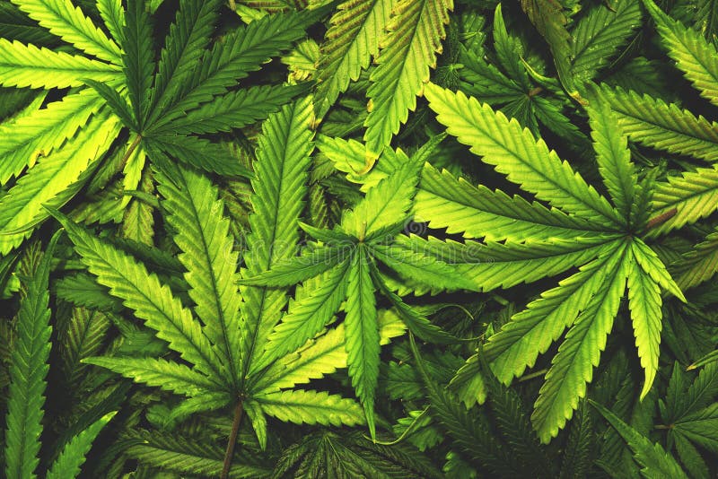 Cannabis Texture Marijuana  Leaf Pile Background With Flat 