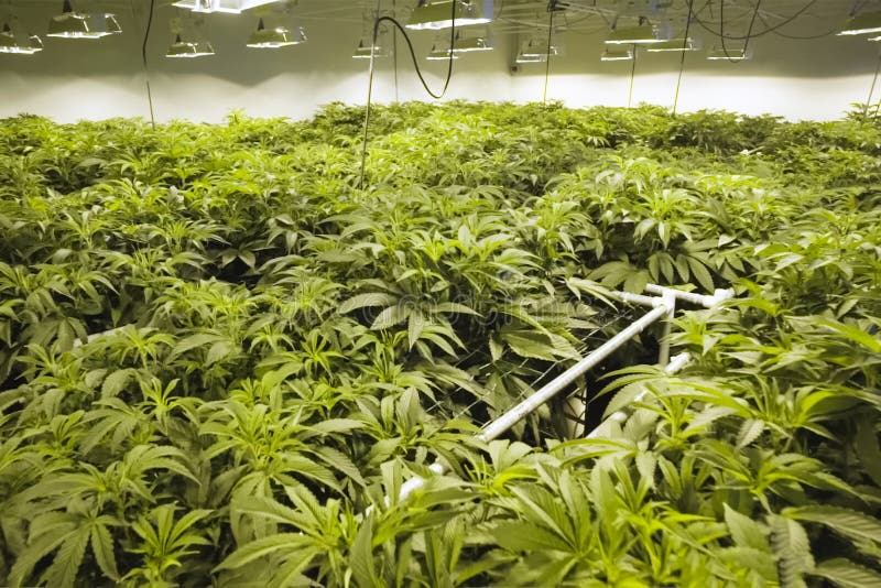 Cannabis Im Garten Gartengestaltung Idee