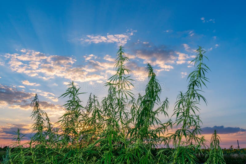 Cannabisblad, medische marihuana Cannabisbloemen en zaden op groen gebied met achterlicht De bladeren die van de marihuanainstall royalty-vrije stock afbeeldingen Cannabisblad, medische marihuana Cannabisbloemen en zaden op groen gebied met achterlicht De bladeren die van de marihuanainstall royalty-vrije stock afbeeldingen