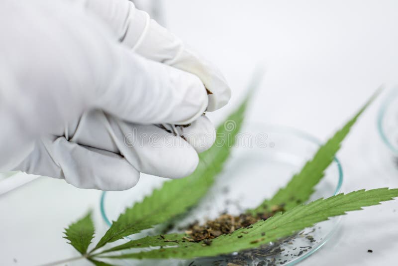 Cannabisdrugs, Analyse van Cannabis in laboratorium royalty-vrije stock fotografie Cannabisdrugs, Analyse van Cannabis in laboratorium royalty-vrije stock fotografie