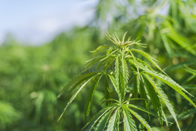 Cannabisforskning, odling av sativa som marijuanacannabis blommar cannabisväxten som en laglig medicinsk drog, ört arkivbilder Cannabisforskning, odling av sativa som marijuanacannabis blommar cannabisväxten som en laglig medicinsk drog, ört arkivbilder