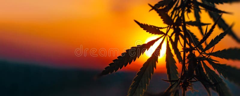 Cannabisreklamfilm att växa Begrepp av växt- alternativ medicin, CBD-olja fotografering för bildbyråer Cannabisreklamfilm att växa Begrepp av växt- alternativ medicin, CBD-olja fotografering för bildbyråer