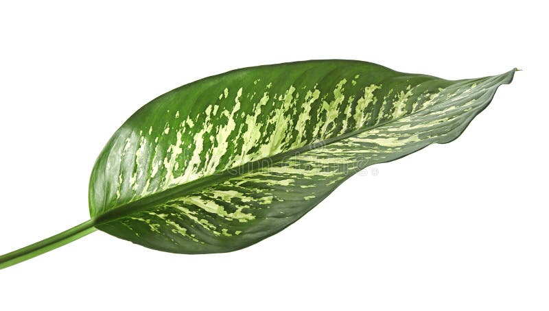 Canne muette de feuille de Dieffenbachia, feuilles de vert contenant les taches blanches et taches, feuillage tropical d'isolemen images libres de droits Canne muette de feuille de Dieffenbachia, feuilles de vert contenant les taches blanches et taches, feuillage tropical d'isolemen images libres de droits