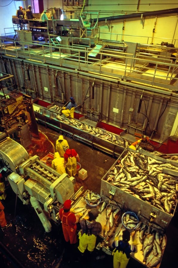 Salmon processing plant in Alaska. Salmon processing plant in Alaska