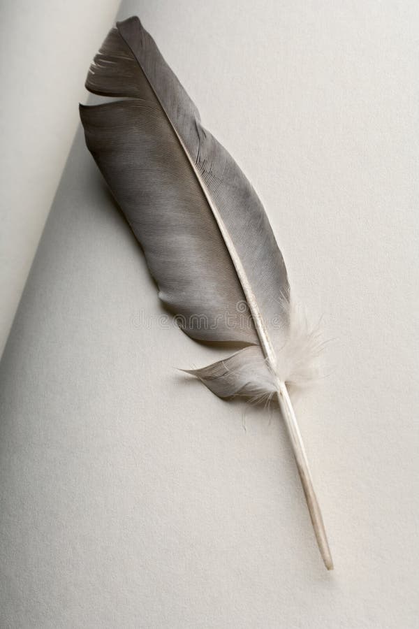 A quill pen on an open book page. A quill pen on an open book page