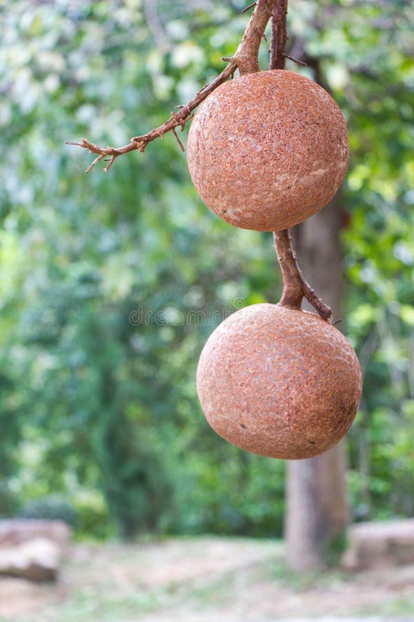 ما مدفع يستخدم لنفض الفاكهة من الأشجار
