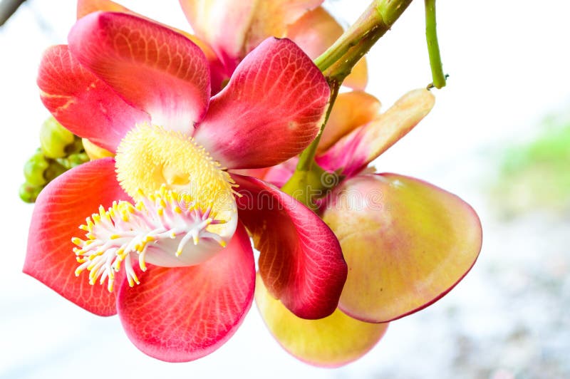 Cannon ball tree flower.