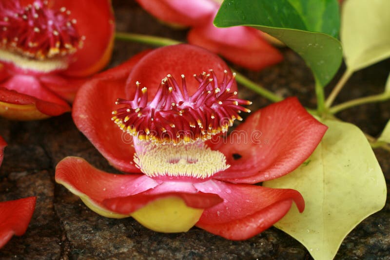 Cannon Ball Tree flower Seychelles Island