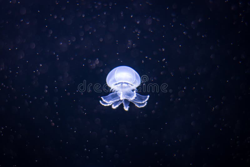 Cannonball Jellyfish in Aquarium Stock Image Image of cannonball