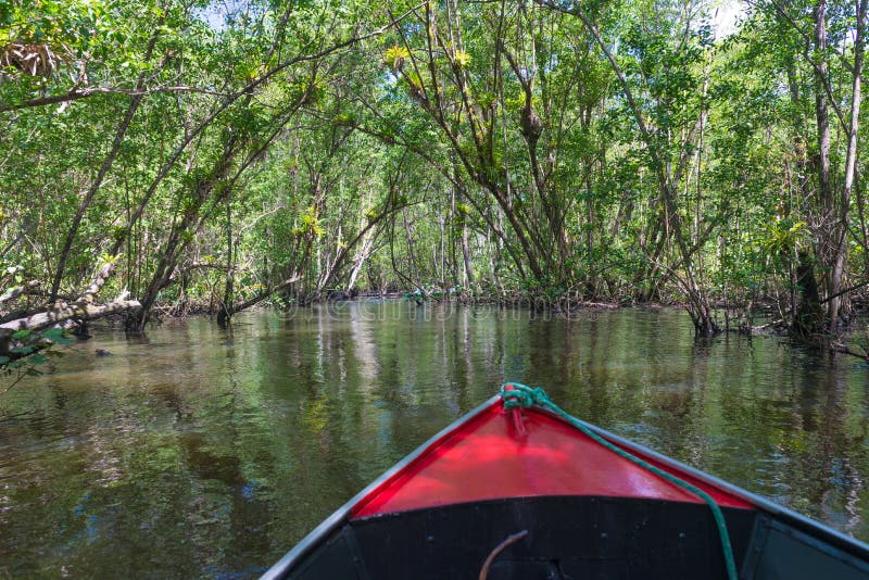 Canoe Crossing a Mangrove Canal Under Trees Stock Image - Image of ...