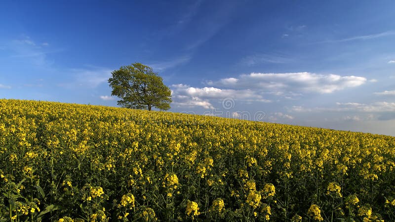 Canola