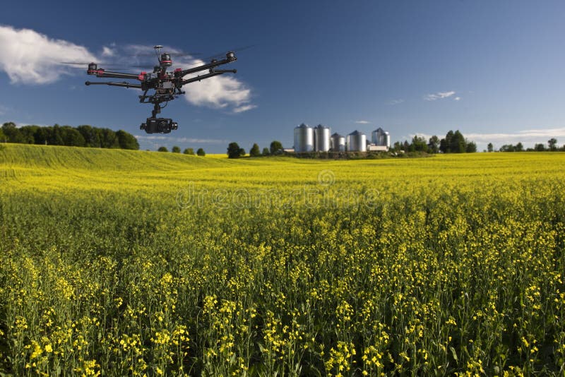 Canola campo con le strutture dell'azienda agricola, sullo sfondo, evidenziato da un tramonto.