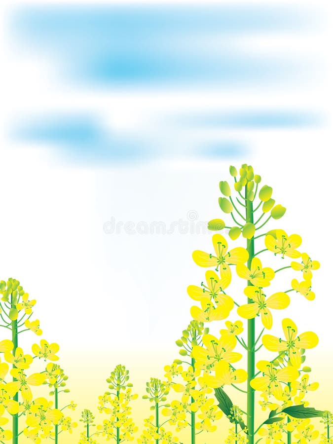 Canola blüht Landscape_eps stock abbildung Canola blüht Landscape_eps stock abbildung