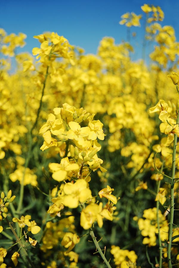 Canola close-up