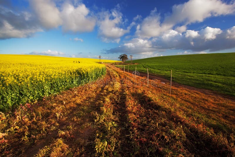 Canola Farm