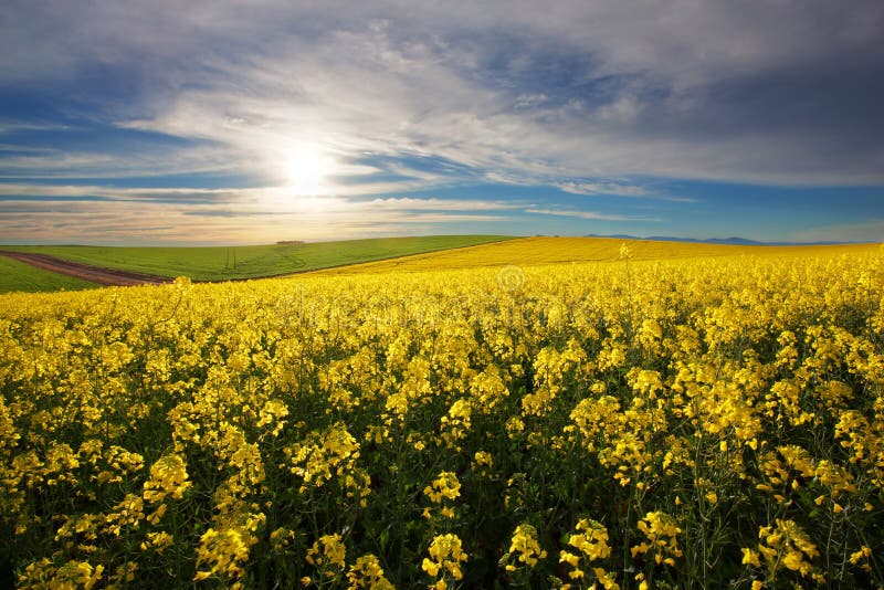 Canola Farm