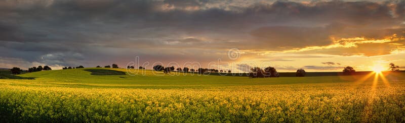 Canola farmlands as the sun sets stock photo Canola farmlands as the sun sets stock photo