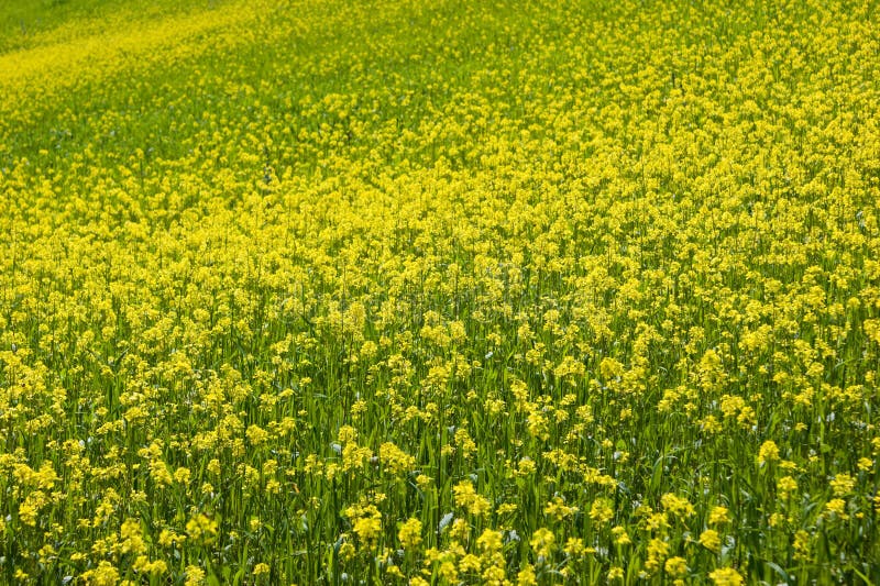 Canola field